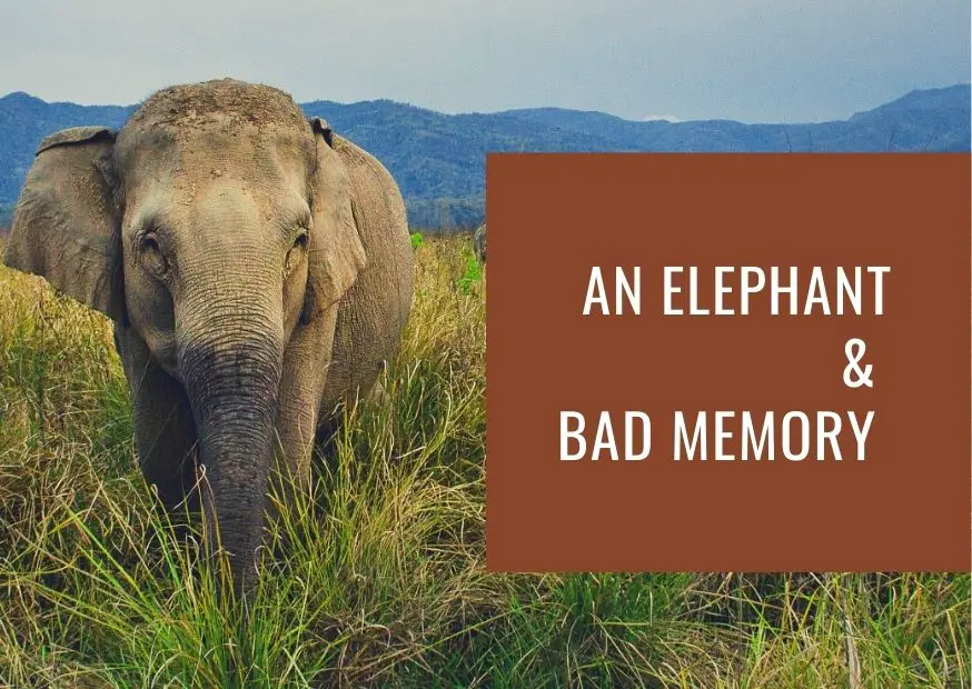 Do elephants have a better memory than humans