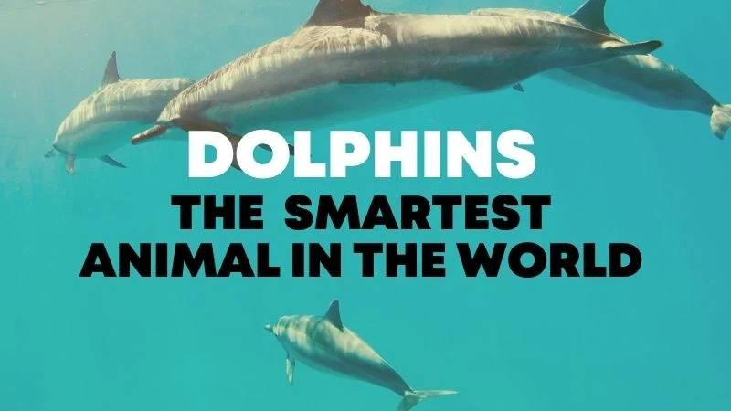 the smartest animal in the world