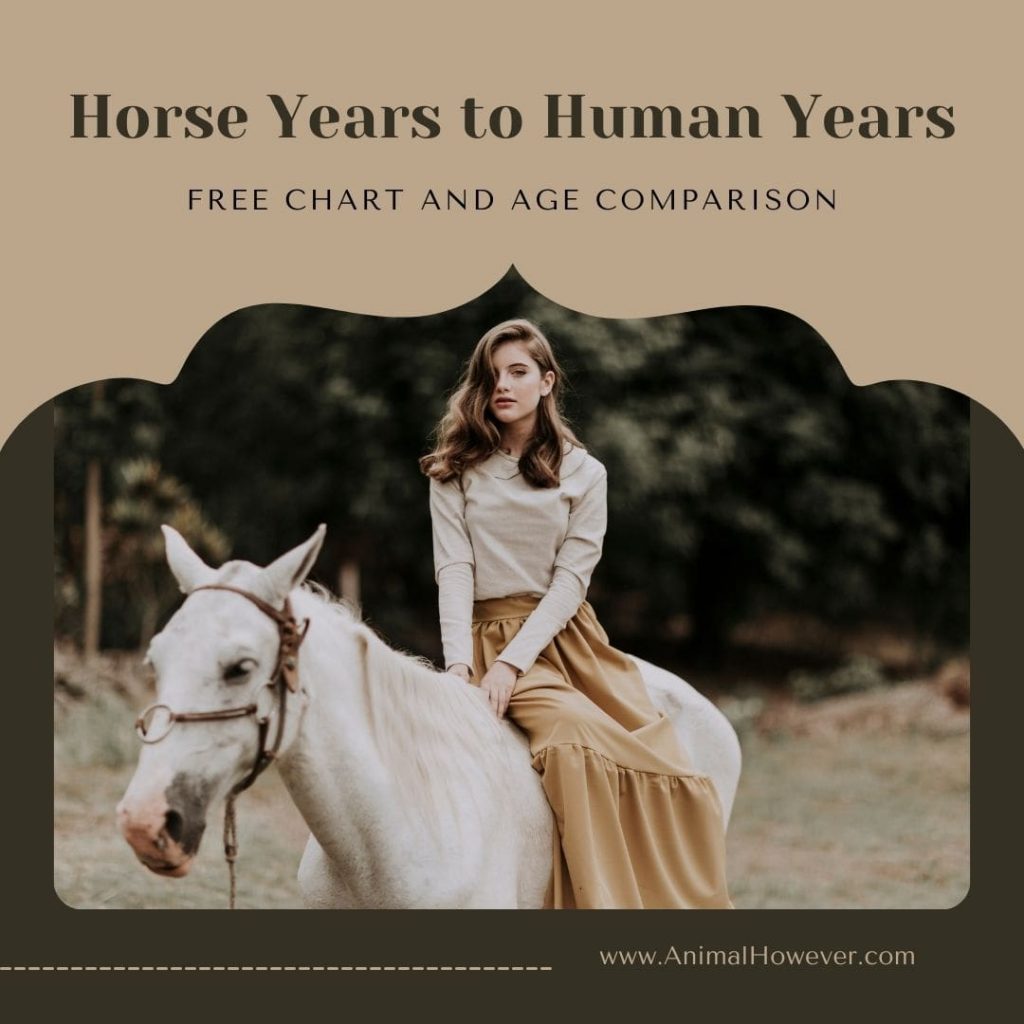Horse Years to Human Years
