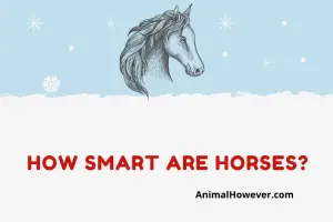 How Smart are Horses