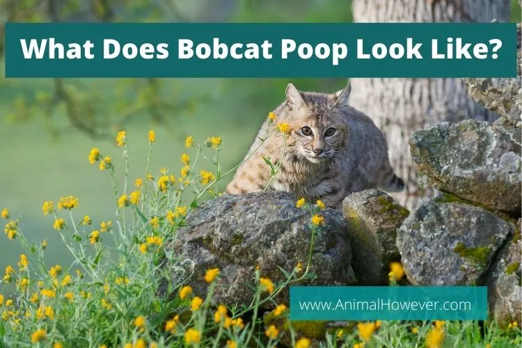 What Does Bobcat Poop Look Like?