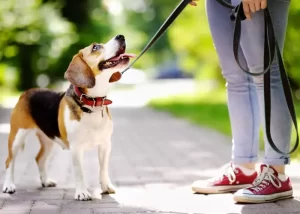 Best Dog Leash For Arthritic Hands