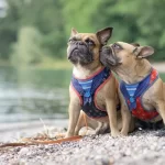 Best Harness For Bernese Mountain Dog