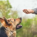 Best Shampoo For German Shepherd With Allergies