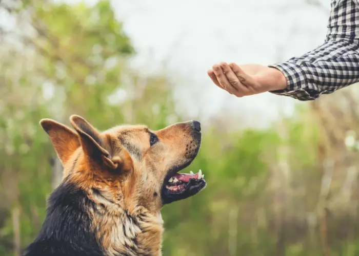 Best Shampoo For German Shepherd With Allergies