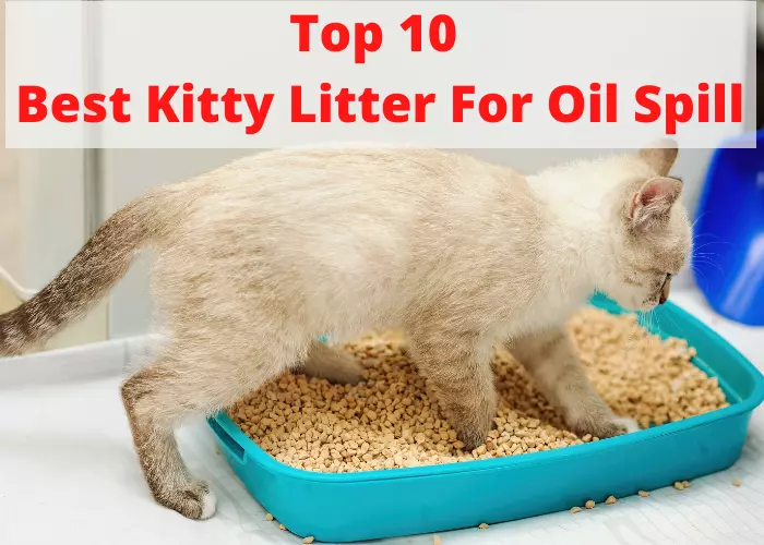 Best Kitty Litter For Oil Spill