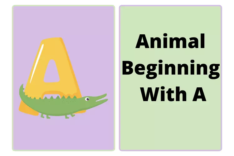 animal beginning with a