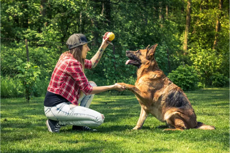 Best Calcium Supplement For German Shepherd