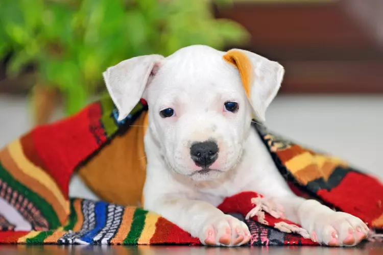 Best Dog Food For American Staffordshire Terrier Puppy