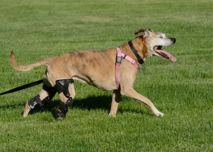 Best Dog Knee Brace For Torn ACL