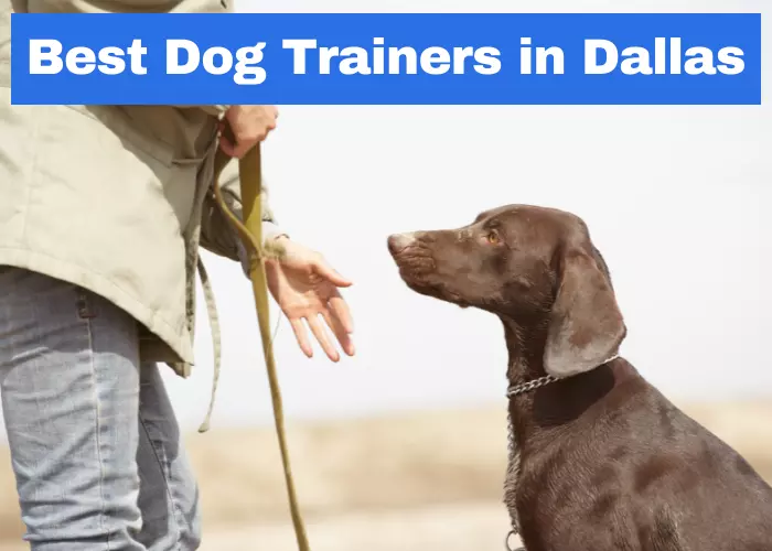Top 15 the best dog trainers in Dallas