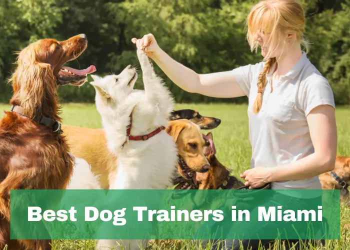Best Dog Trainers in Miami