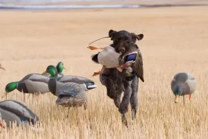 Best Dog Vest For Duck Hunting