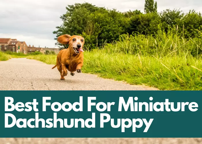 Best Food For Miniature Dachshund Puppy
