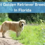 Best Golden Retriever Breeders In Florida