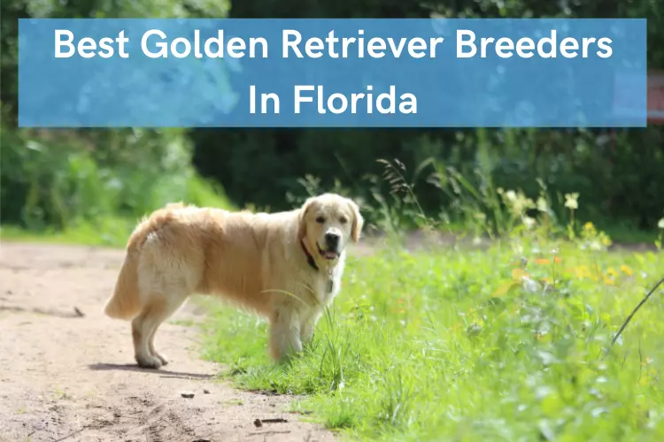Best Golden Retriever Breeders In Florida