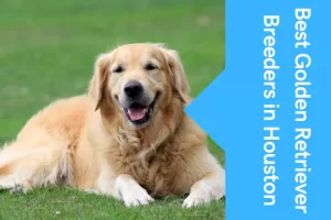 Best Golden Retriever Breeders in Houston