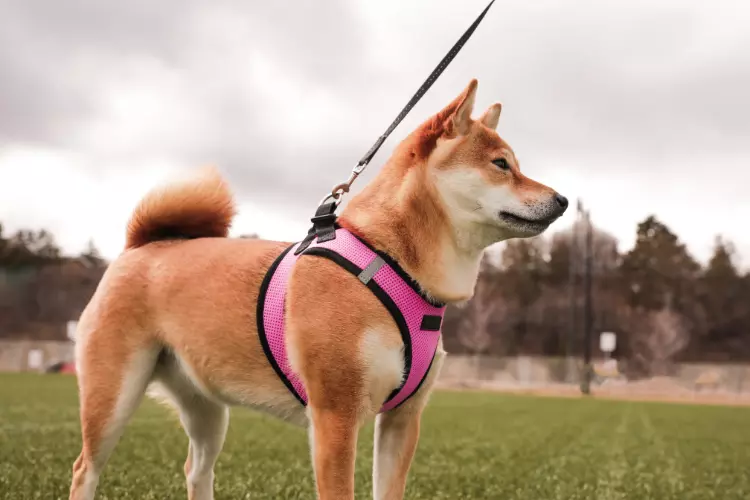 Best Harness For Deep Chested Dog