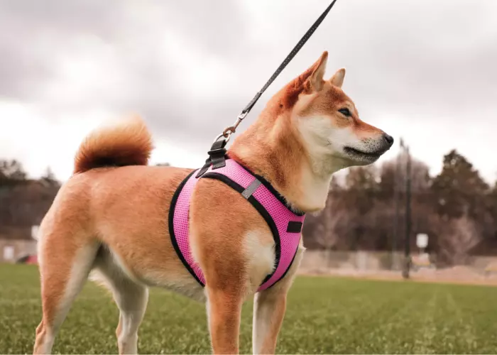 Best Harness For Dogs With Neck Problems