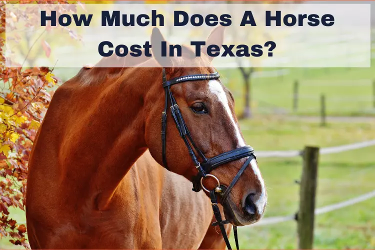 how much does a horse cost in texas