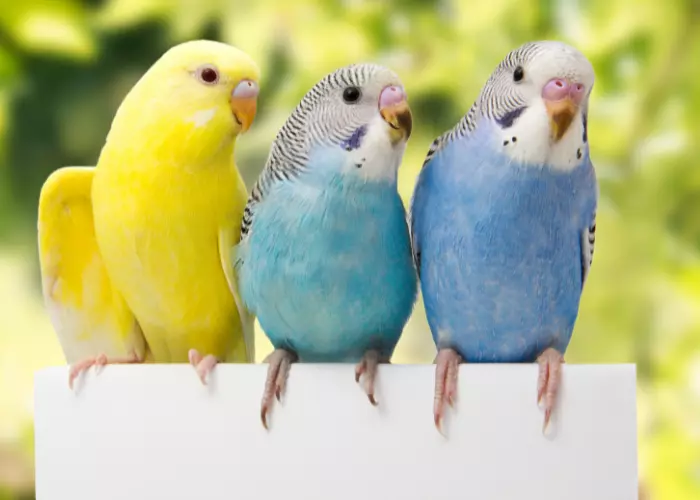 How to Tell If a Parakeet Is Male or Female