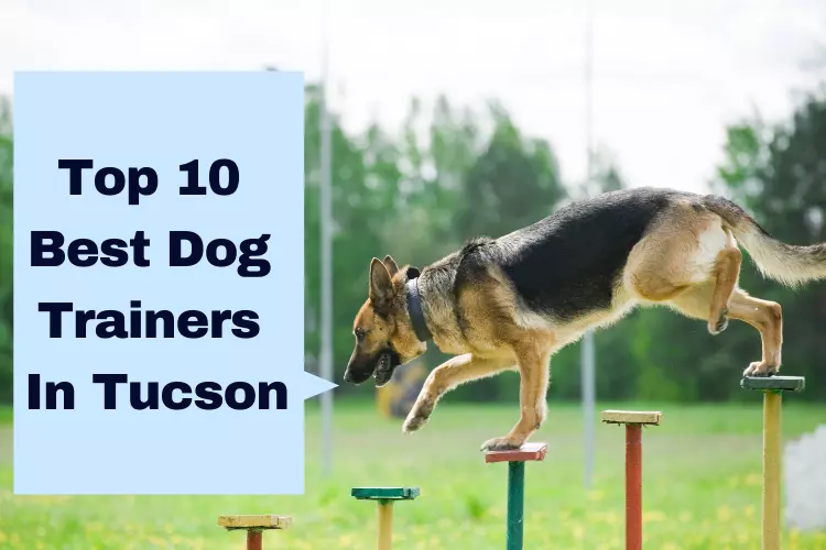 best dog trainers in Tucson