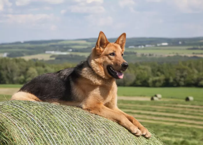 When Do Female German Shepherds Stop Growing