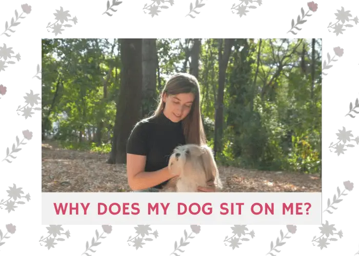 Why Does My Dog Sit on Me? (The 8 Most Common Reasons) To Usama