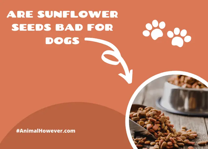 are sunflower seeds bad for dogs? 5 Things You Need To Know