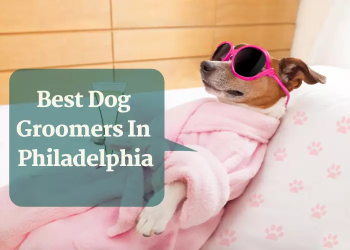 Best Dog Groomers In Philadelphia