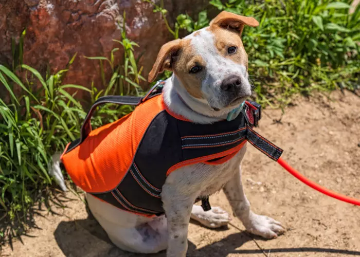 best dog vest for upland hunting