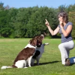 best dog whistle to stop neighbors dog barking