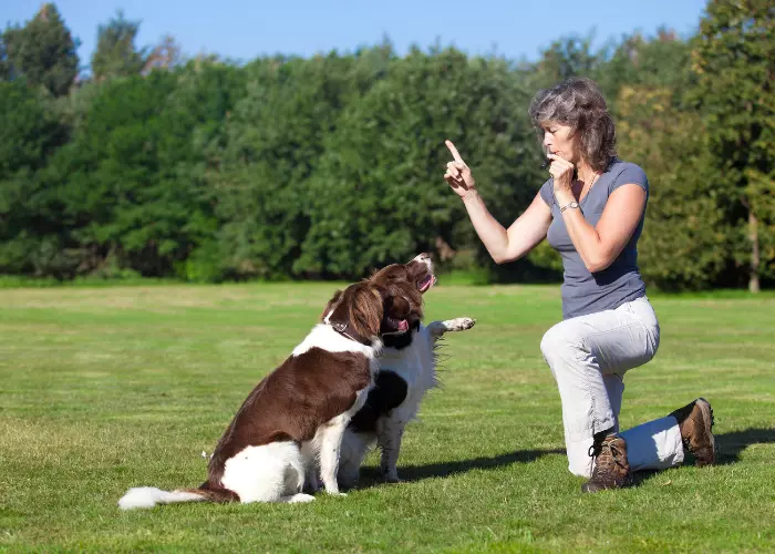 best dog whistle to stop neighbors dog barking