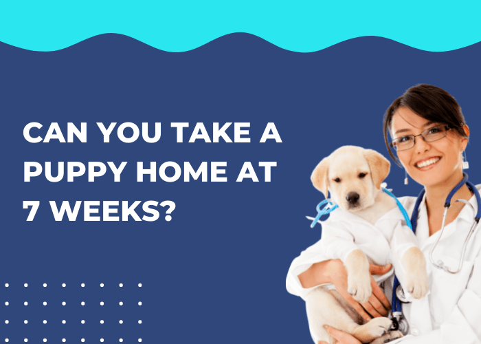 can you take a puppy home at 7 weeks?