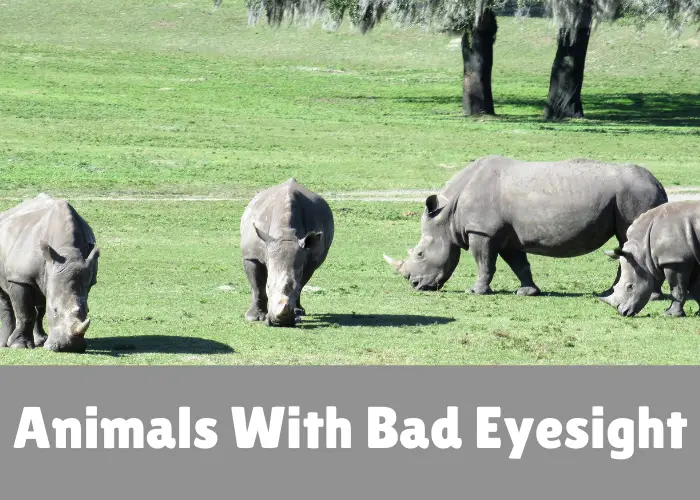 Animals With Bad Eyesight