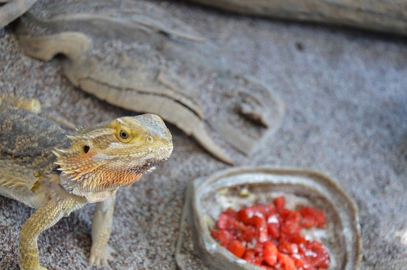 5 Cool Fact About Can Bearded Dragons Eat Tomatoes?