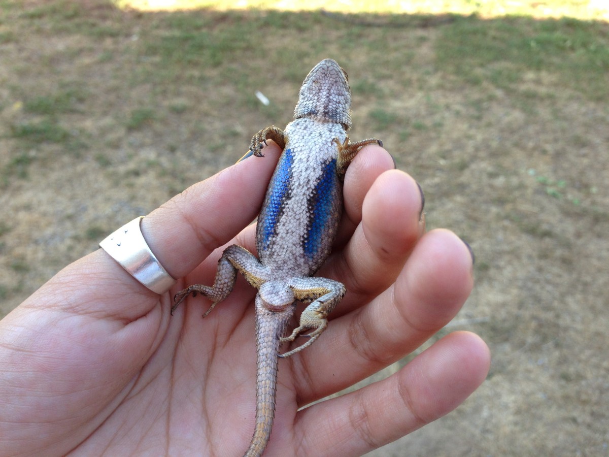 Are Blue Belly Lizards Poisonous?