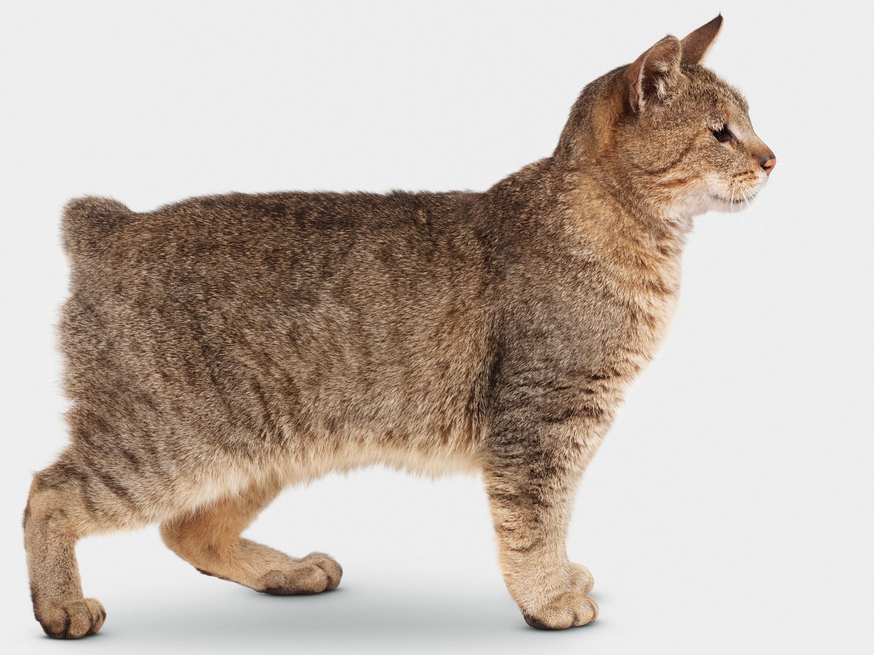 Can Bobcats Mate With Domestic Cats?