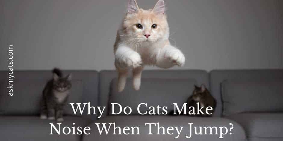 Why Do Cats Make Noises When They Jump