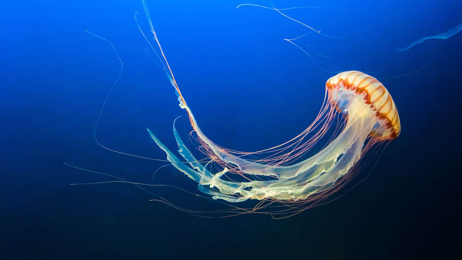 Do Jellyfish Have Emotions?