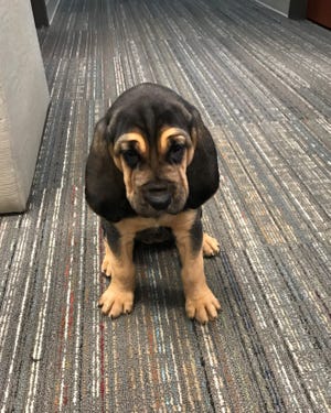 Is There A Miniature Bloodhound?