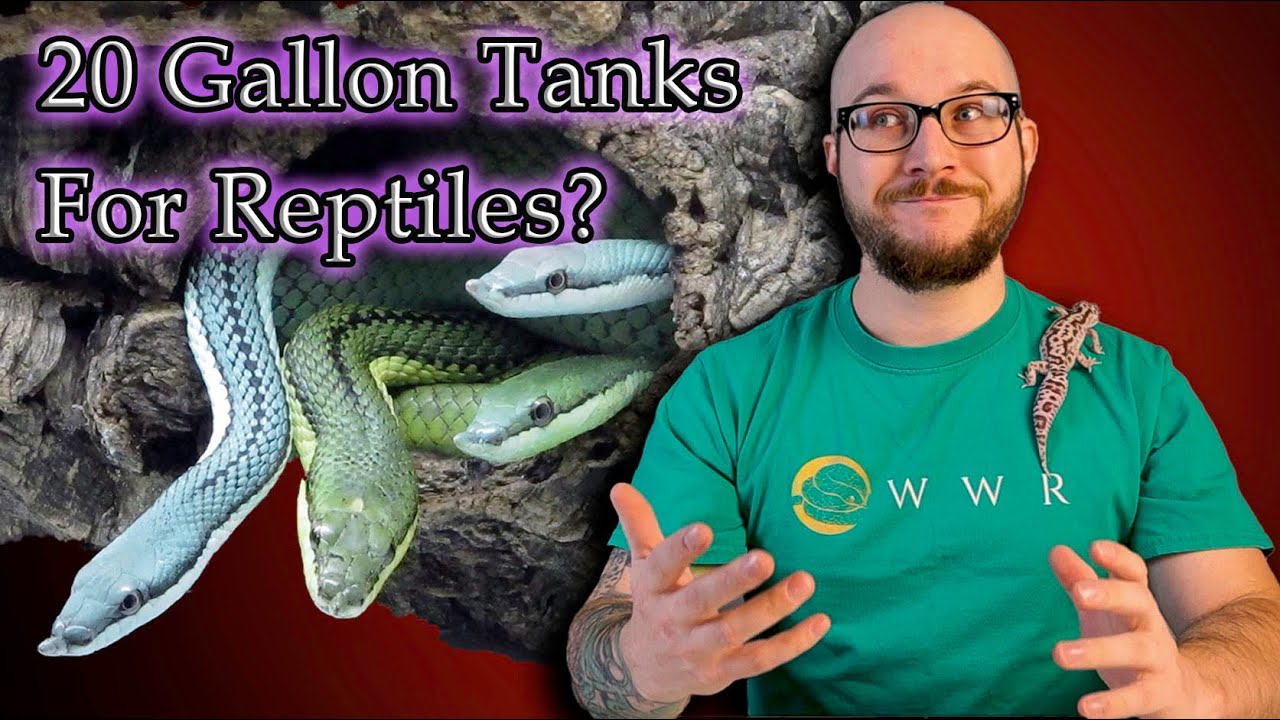 What Lizards Can Live In A 20 Gallon Tank?