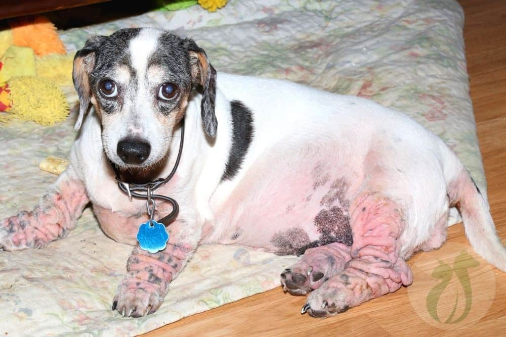 How Much Omega3 For Dogs With Allergies?