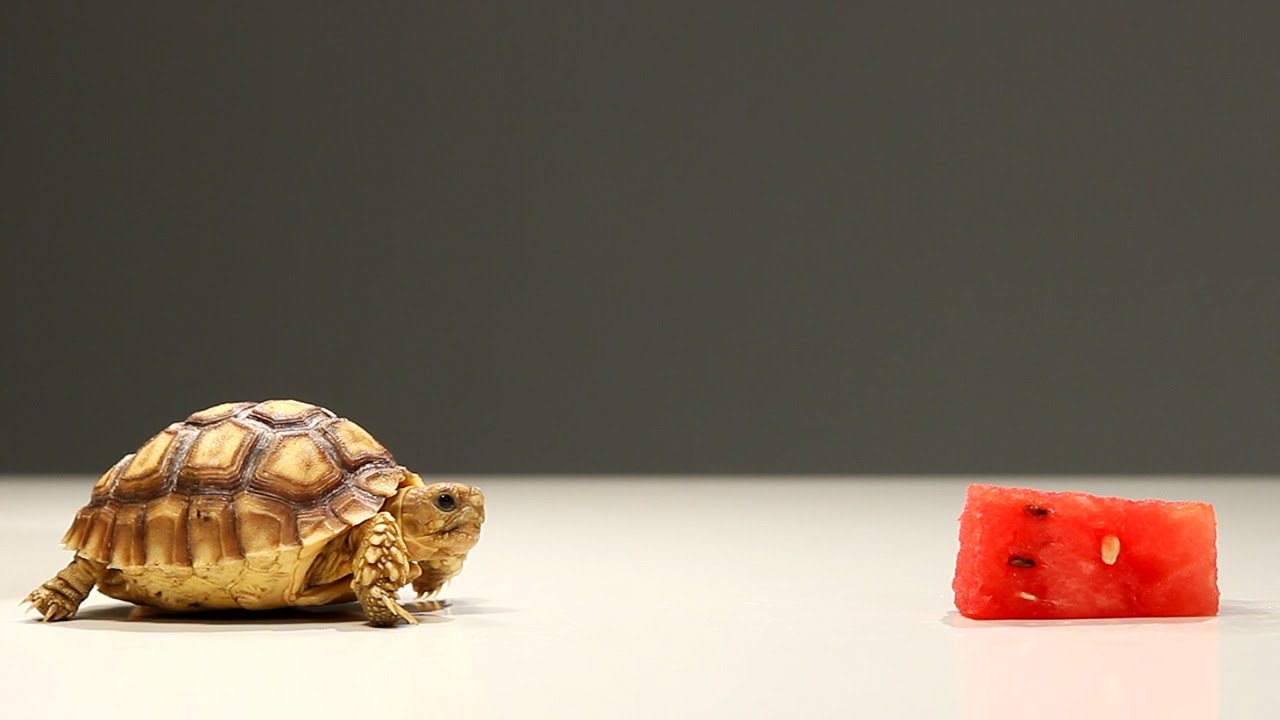 Can Russian Tortoises Eat Watermelon?