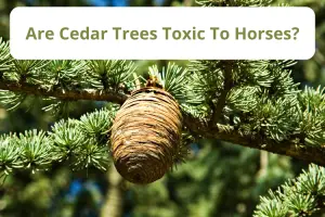 Are Cedar Trees Toxic To Horses