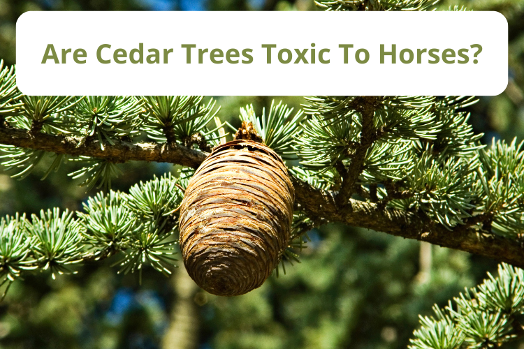 Are Cedar Trees Toxic To Horses?