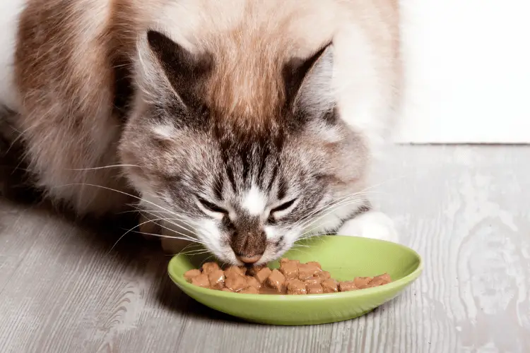 Best Cat Food For Sensitive Stomach Vomiting