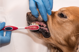 Best Dental Chews For Dogs With Sensitive Stomachs