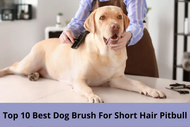 Best Dog Brush For Short Hair Pitbull