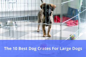 Best Dog Crates For Large Dogs